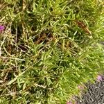 Delosperma cooperi Blad