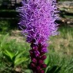 Liatris spicataFlower