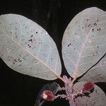 Sloanea rufa Folla