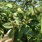 Cordia africana Leaf