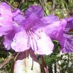 Rhododendron oreotrephes फूल