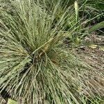 Lomandra longifolia Hábito