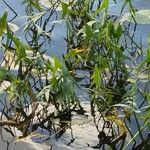 Sagittaria sagittifolia Deilen