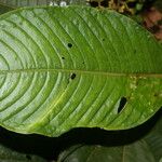 Notopleura capacifolia Flor