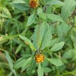 Bidens frondosa 花