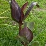 Canna indicaLevél