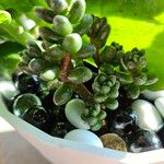 Sedum furfuraceum Blatt