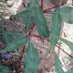 Persicaria lapathifolia Hoja