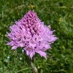Traunsteinera globosa Flor