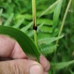 Lolium giganteum Leaf