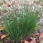 Juncus effusus Hoja