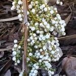 Leucothrinax morrisii Fruit