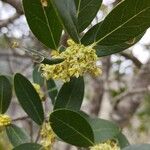 Phillyrea latifolia Λουλούδι