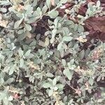 Helianthemum stipulatum Leaf