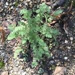 Erodium daucoides Leaf