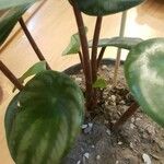 Peperomia argyreia Кора