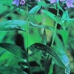 Aegonychon purpurocaeruleum Характер