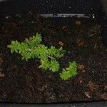 Sedum japonicum Lapas