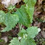 Lamium moschatum Leaf