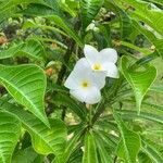 Plumeria pudica花