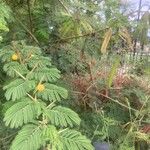 Vachellia macracantha Hoja