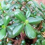 Crassula ovata Leaf