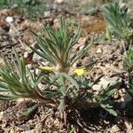 Ajuga chamaepitys Blomst