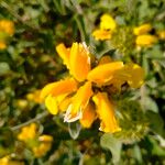 Phlomis fruticosa 花