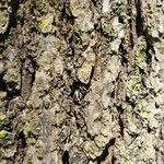 Ulmus macrocarpa Bark