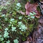 Sedum ternatum Leaf