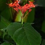 Clerodendrum buchananii Květ
