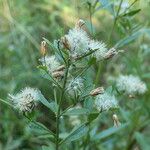 Brickellia eupatorioides Plod