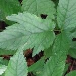 Astilbe thunbergii List