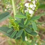 Melilotus albus Leaf