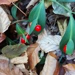 Ruscus hypoglossum Fruto