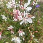 Oenothera gaura Flower