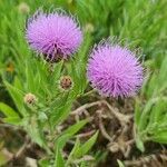 Cheirolophus sempervirens Flor