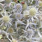 Eryngium planum Frutto