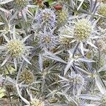 Eryngium planum Meyve