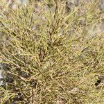 Genista ephedroides 葉