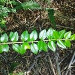 Rhaphithamnus spinosus Hoja