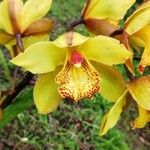 Cymbidium devonianum Цветок