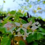 Begonia minor Kwiat