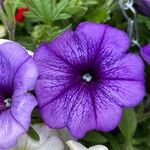 Petunia × atkinsiana Žiedas