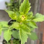 Dahlia pinnata Blatt