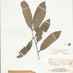 Salacia cauliflora