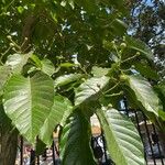 Camptotheca acuminata Blatt