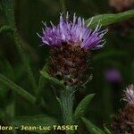 Centaurea decipiens Flor