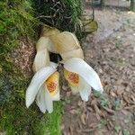 Stanhopea ecornuta Flor