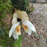 Stanhopea ecornuta Flower